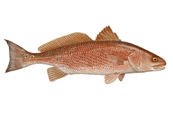Redfish